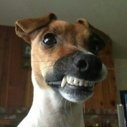 One of the Jack Russells smiling &mdash; just too darn cute to leave out